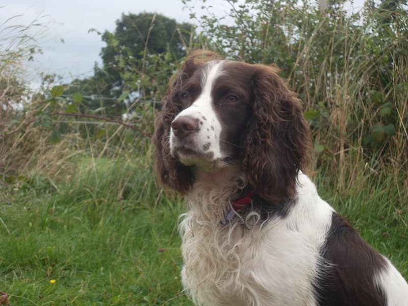 Springer spaniel angielski - wątrobiano-biały pies o długich uszach