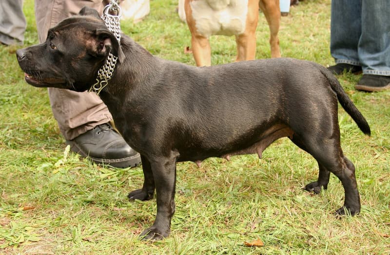 Staffordshire bull terrier - czarny pręgowany pies stojący z profilu