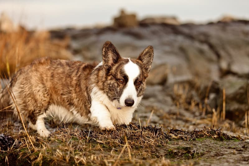Welsh corgi cardigan - pręgowany pies z białym o dużych zaokrąglonych uszach