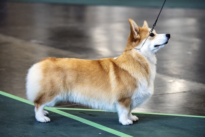 Welsh corgi pembroke - rudo-biały pies o lisiej głowie z profilu