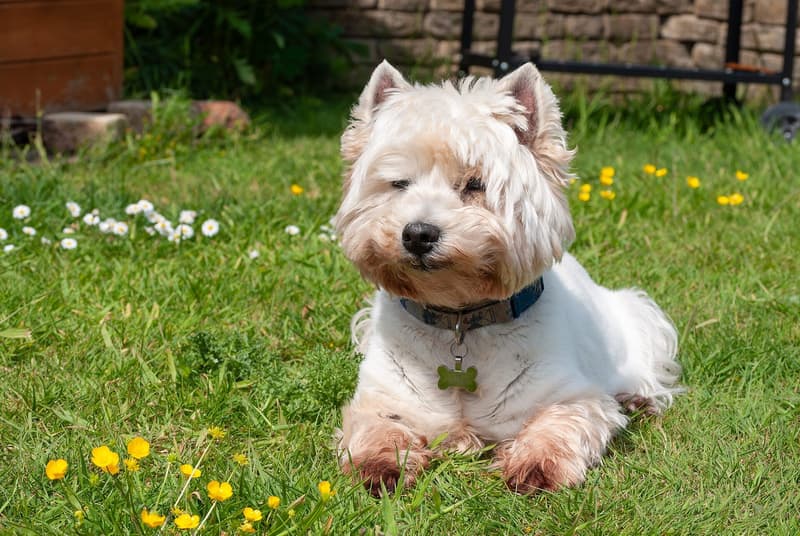 West highland white terrier - biały pies o szorstkiej szacie i małych stojących uszach