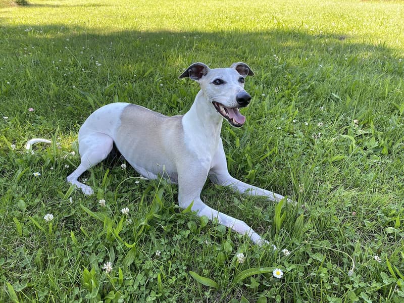 Whippet - smukły płowo-biały pies leżący
