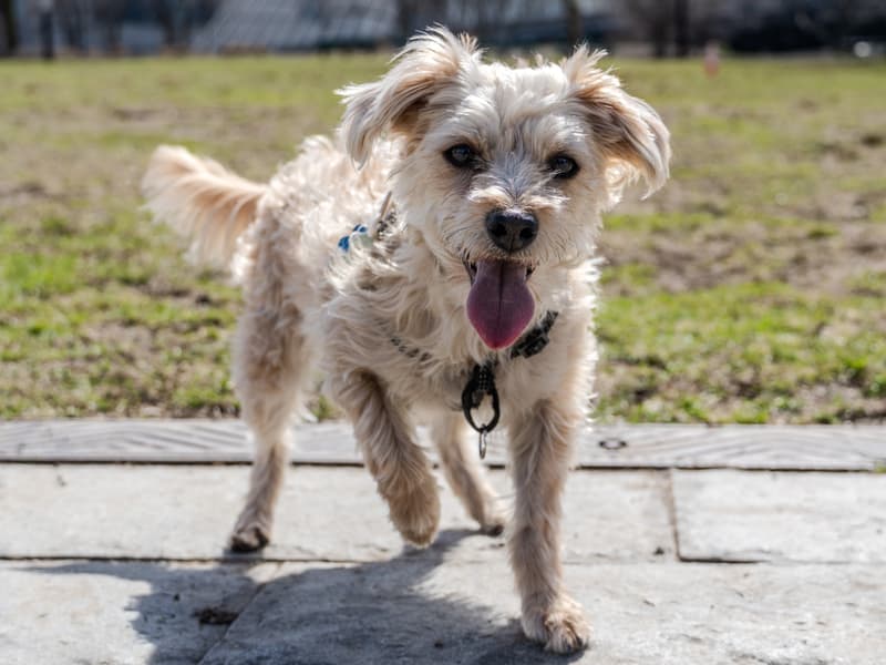 Yorkipoo - jasnopłowy pies o półdługiej, potarganej szacie idzie po trawniku